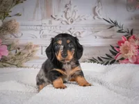 AKC-Mason, a male Miniature Dachshund for sale in Millersburg, OH – 3 of 7