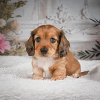 AKC-Brodie, a male Miniature Dachshund for sale in Millersburg, OH – 7 of 7