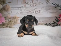 AKC-Milly, a female Miniature Dachshund for sale in Millersburg, OH – 8 of 8