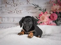 AKC-Mary, a female Miniature Dachshund for sale in Millersburg, OH – 8 of 8