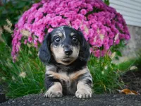 AKC-Phoebe, a female Miniature Dachshund for sale in Millersburg, OH – 3 of 5