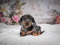 AKC-Marco, a male Miniature Dachshund for sale in Millersburg, OH – 6 of 8