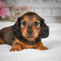 AKC-Daisy, a female Miniature Dachshund for sale in Millersburg, OH – 6 of 8