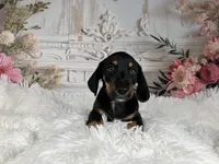 AKC-Cooper, a male Miniature Dachshund for sale in Millersburg, OH – 4 of 6
