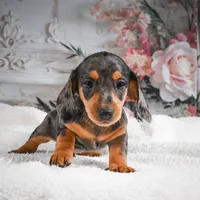 AKC-Gina, a female Miniature Dachshund for sale in Millersburg, OH – 7 of 7