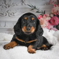 AKC-Gibson, a male Miniature Dachshund for sale in Millersburg, OH – 6 of 8