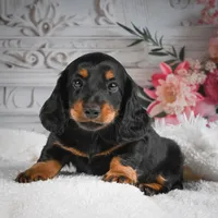 AKC-Gibson, a male Miniature Dachshund for sale in Millersburg, OH – 4 of 8