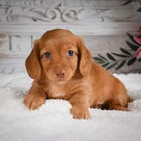 AKC-Bobby, a male Miniature Dachshund for sale in Millersburg, OH – 3 of 8