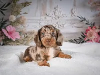 Logan, a male Miniature Dachshund for sale in Millersburg, OH – 3 of 6