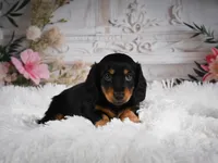 AKC-Alice, a female Miniature Dachshund for sale in Millersburg, OH – 6 of 6