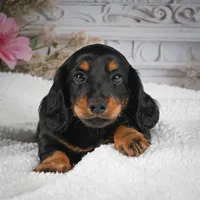 AKC-Gibson, a male Miniature Dachshund for sale in Millersburg, OH – 3 of 8