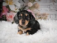 AKC-Rolo, a male Miniature Dachshund for sale in Millersburg, OH – 2 of 8