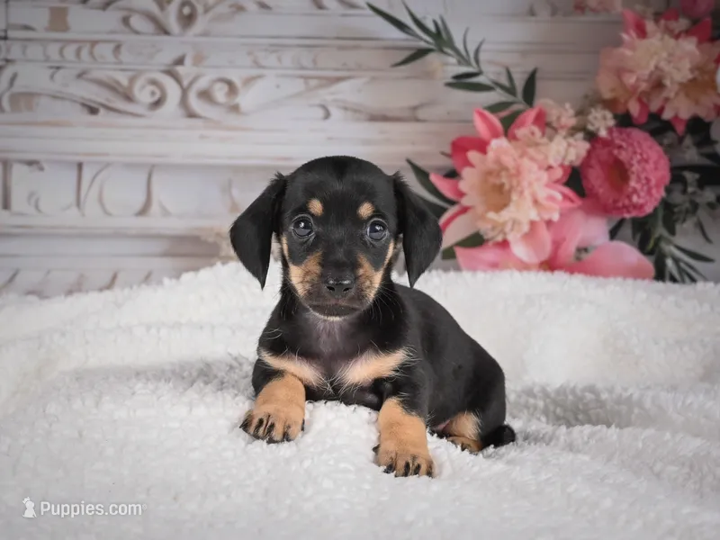 AKC-Milly – Miniature Dachshund puppy for sale in Millersburg, OH