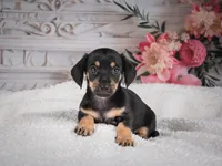 AKC-Milly, a female Miniature Dachshund for sale in Millersburg, OH – 1 of 8
