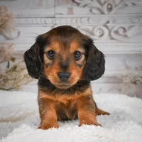 AKC-Daisy, a female Miniature Dachshund for sale in Millersburg, OH – 5 of 8