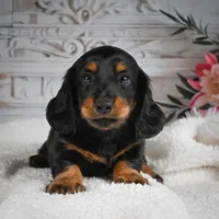 AKC-Gibson, a male Miniature Dachshund for sale in Millersburg, OH – 2 of 8