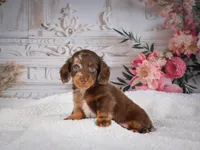 AKC-Pumpkin, a female Miniature Dachshund for sale in Millersburg, OH – 2 of 7