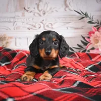 AKC-Elvis, a male Miniature Dachshund for sale in Millersburg, OH – Photo 5 of 7