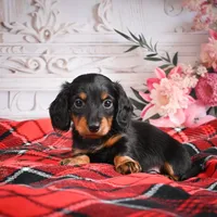AKC-Elvis, a male Miniature Dachshund for sale in Millersburg, OH – Photo 6 of 7