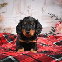 AKC-Elvis, a male Miniature Dachshund for sale in Millersburg, OH – Photo 3 of 7
