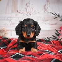 AKC-Elvis, a male Miniature Dachshund for sale in Millersburg, OH – Photo 2 of 7