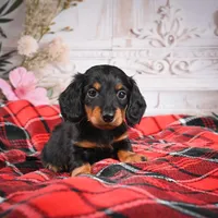 AKC-Elvis, a male Miniature Dachshund for sale in Millersburg, OH – Photo 7 of 7