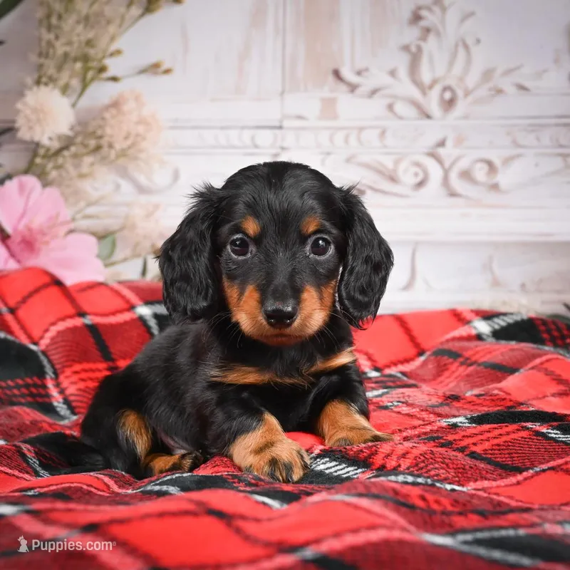 AKC-Elvis – Miniature Dachshund puppy for sale in Millersburg, OH