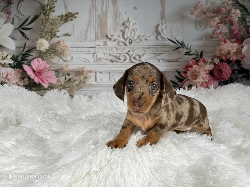 AKC-Charlotte – Miniature Dachshund puppy for sale in Millersburg, OH