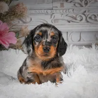 AKC-Hero, a male Miniature Dachshund for sale in Millersburg, OH – 8 of 8