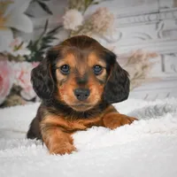 AKC-Daisy, a female Miniature Dachshund for sale in Millersburg, OH – 4 of 8