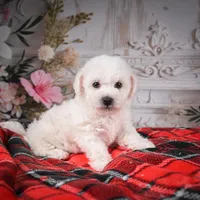 AKC-Rolo, a male Bichon Frise for sale in Millersburg, OH – Photo 2 of 5