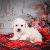 AKC-Rolo, a male Bichon Frise for sale in Millersburg, OH – Photo 4 of 5