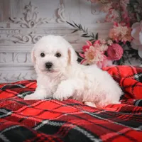 AKC-Rolo, a male Bichon Frise for sale in Millersburg, OH – Photo 3 of 5