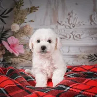 AKC-Rolo, a male Bichon Frise for sale in Millersburg, OH – Photo 5 of 5