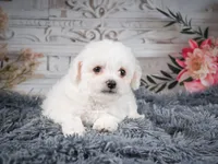 AKC-Faith, a female Bichon Frise for sale in Millersburg, OH – 5 of 7