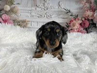AKC-Riena, a female Miniature Dachshund for sale in Millersburg, OH – Photo 3 of 7