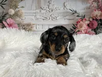 AKC-Riena, a female Miniature Dachshund for sale in Millersburg, OH – Photo 7 of 7