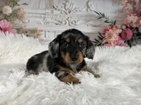 AKC-Riena, a female Miniature Dachshund for sale in Millersburg, OH – Photo 5 of 7
