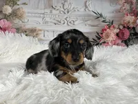 AKC-Riena, a female Miniature Dachshund for sale in Millersburg, OH – Photo 4 of 7