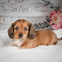 AKC-Brodie, a male Miniature Dachshund for sale in Millersburg, OH – 6 of 7