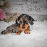 AKC-Haley, a female Miniature Dachshund for sale in Millersburg, OH – 2 of 8