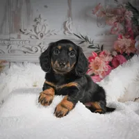 AKC-Brodie, a male Miniature Dachshund for sale in Millersburg, OH – Photo 4 of 9