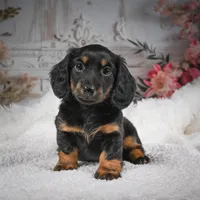 AKC-Brodie, a male Miniature Dachshund for sale in Millersburg, OH – Photo 6 of 9