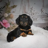 AKC-Brodie, a male Miniature Dachshund for sale in Millersburg, OH – Photo 3 of 9
