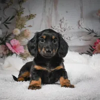AKC-Brodie, a male Miniature Dachshund for sale in Millersburg, OH – Photo 1 of 9