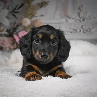 AKC-Brodie, a male Miniature Dachshund for sale in Millersburg, OH – Photo 8 of 9