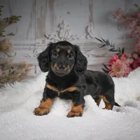 AKC-Brodie, a male Miniature Dachshund for sale in Millersburg, OH – Photo 7 of 9