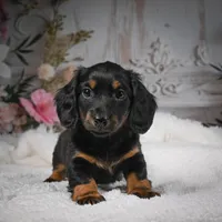 AKC-Brodie, a male Miniature Dachshund for sale in Millersburg, OH – Photo 9 of 9