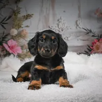 AKC-Brodie, a male Miniature Dachshund for sale in Millersburg, OH – Photo 5 of 9