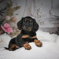 AKC-Brodie, a male Miniature Dachshund for sale in Millersburg, OH – Photo 2 of 9
